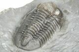 Gorgeous Proetid (Timsaloproetus?) Trilobites - Jorf, Morocco #362867-5